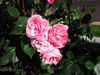 20130515_170601.jpg