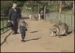 Kangaroo_kicks_kid.gif