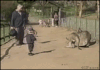 Kangaroo_kicks_kid.gif