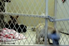 1284542989_chihuahua-escapes-confinement.gif