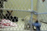 1284542989_chihuahua-escapes-confinement.gif
