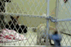 1284542989_chihuahua-escapes-confinement.gif