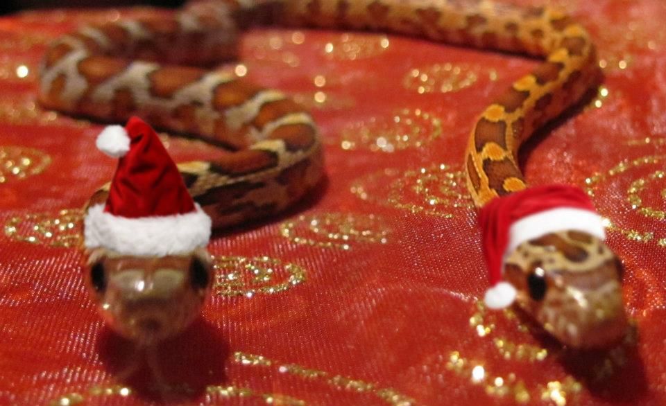 midgard e andromeda natal.jpg