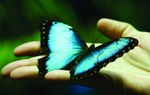 Perfil (Butterfly)