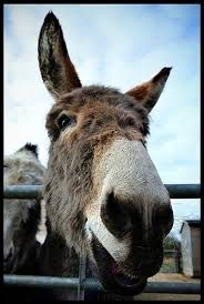 Donkey.jpg
