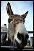 Donkey.jpg