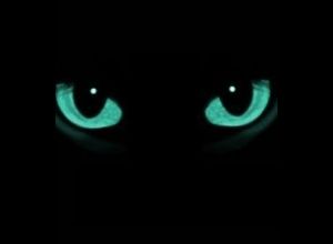 _catseyes.jpg