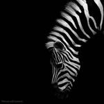 Zebra.jpg