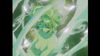 Magic Knight Rayearth Fuu2.jpg