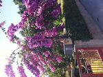 Perfil (Vilaverde)